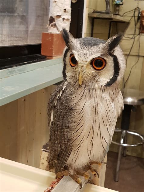 tripadvisor owl|Owl Osaka .
